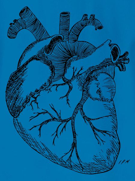 Anatomisches Herz