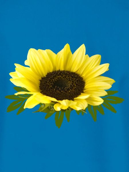 Sonnenblume