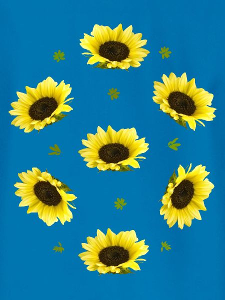 Sonnenblumen