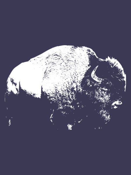 Bison Büffel
