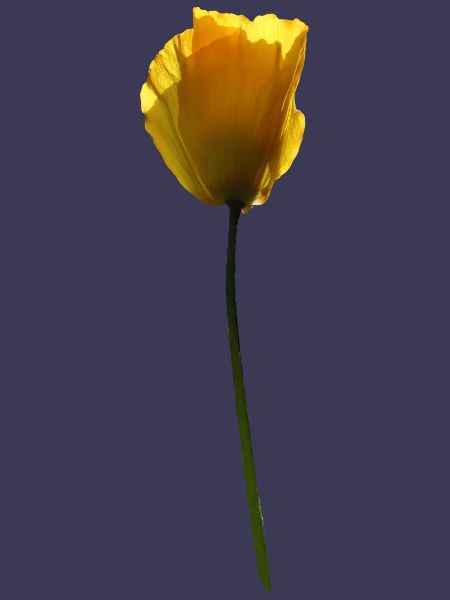 gelbe Mohnblume Mohn