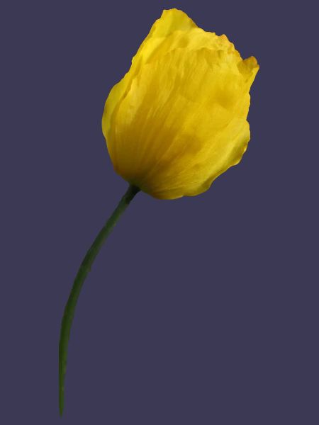 gelber Mohn Klatschmohn Mohnblume