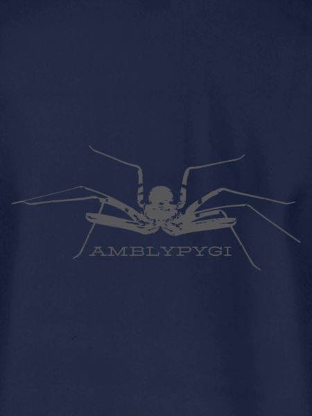 Geißelspinne - Amblypygi