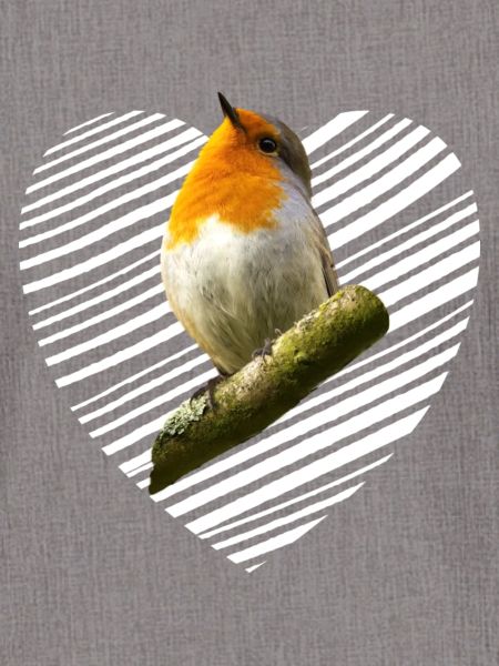 Rotkehlchen Singvogel