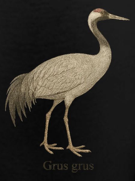 Kranich – Grus grus