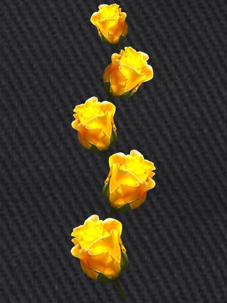 gelbe Rosen