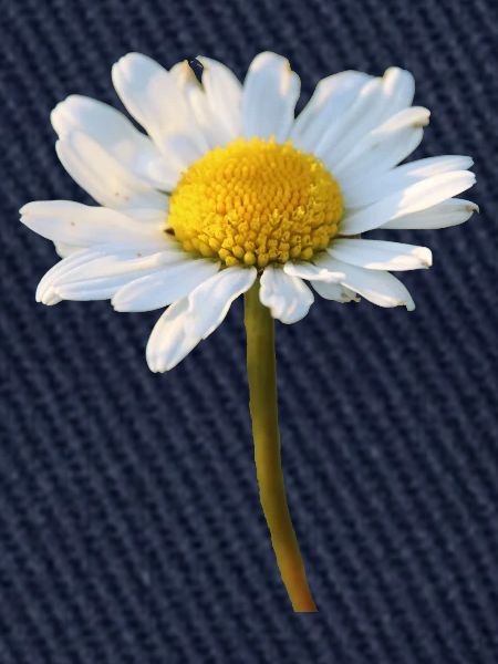 Margeriten Margerite Gänseblümchen