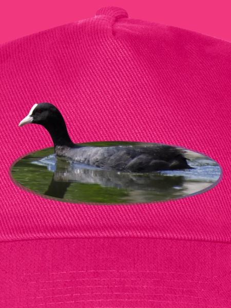 Blässhuhn