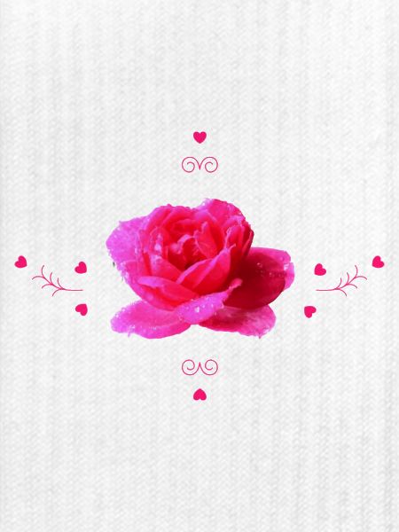 pinke Rose