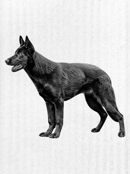 Schäferhund