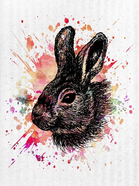 Hase