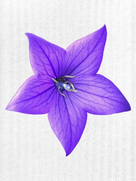 lila Blume