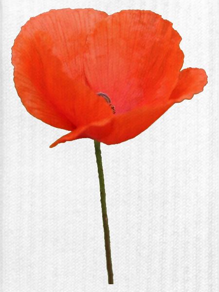Mohnblume Mohn Klatschmohn