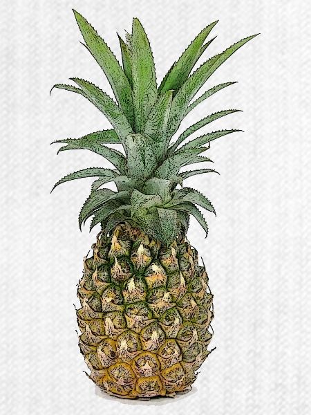 Ananas | Pineapple