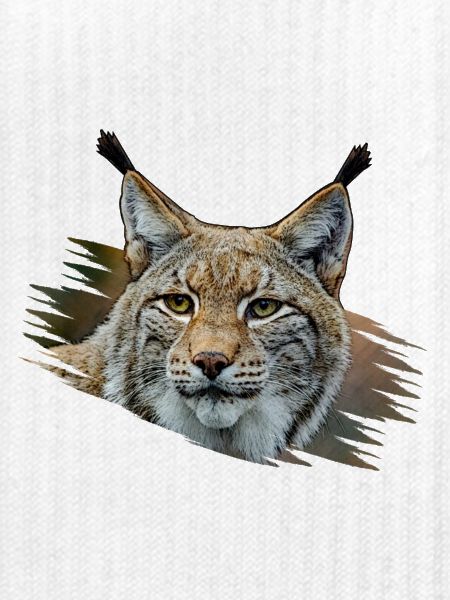 Luchs