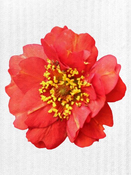 rote Blume Rose