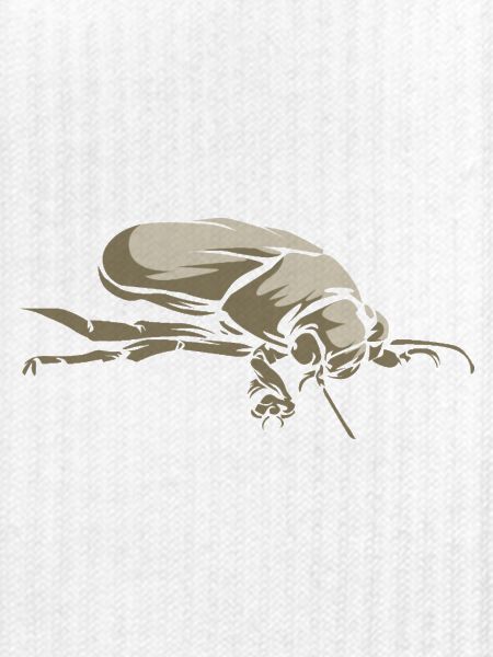 Funkelnder Tauchkäfer Insektenfreunde