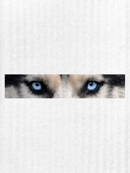 Husky Augen