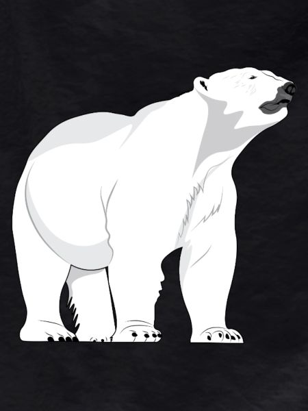 Eisbär Polarbär