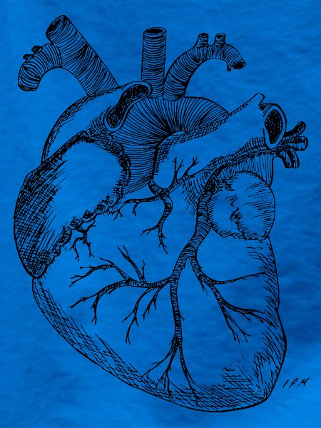 Anatomisches Herz