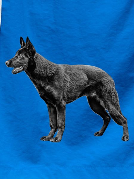 Schäferhund