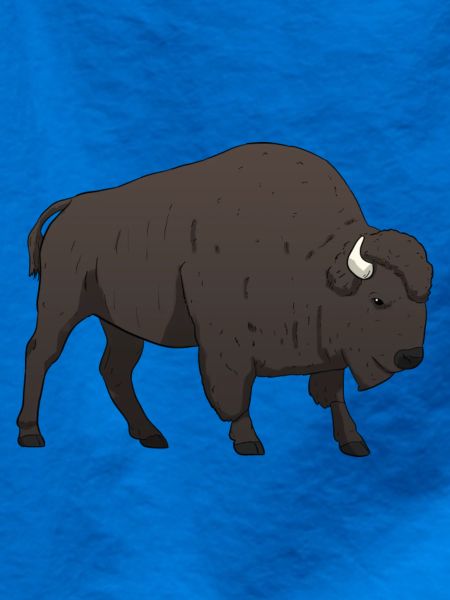Bison Büffel