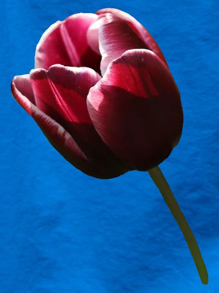 Tulpe Tulpen