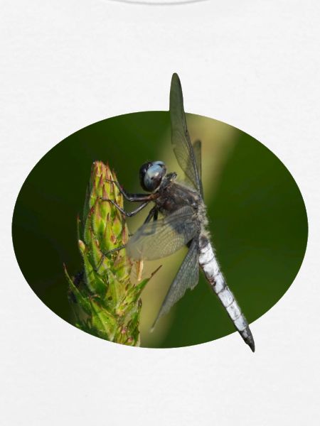 Libelle