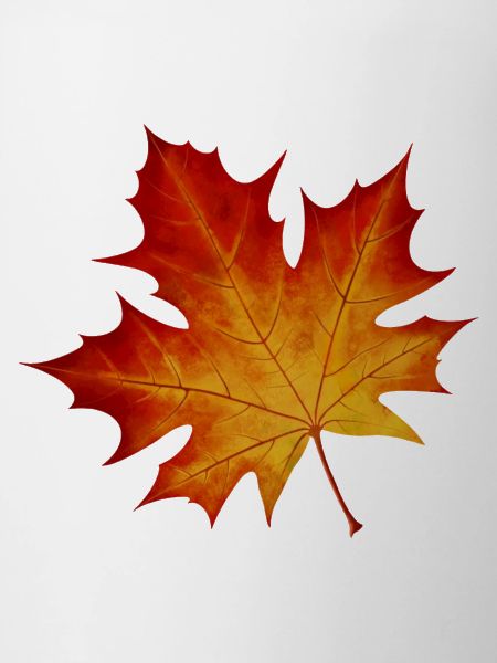 Ahornblatt - Buntes Herbstblatt