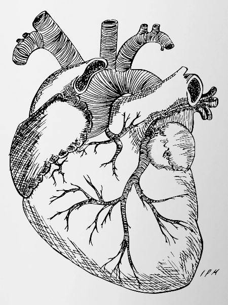 Anatomisches Herz