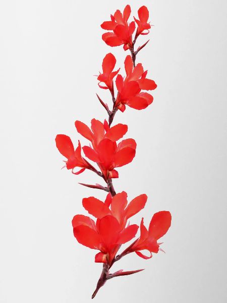 Blumenrohr rote Blumen