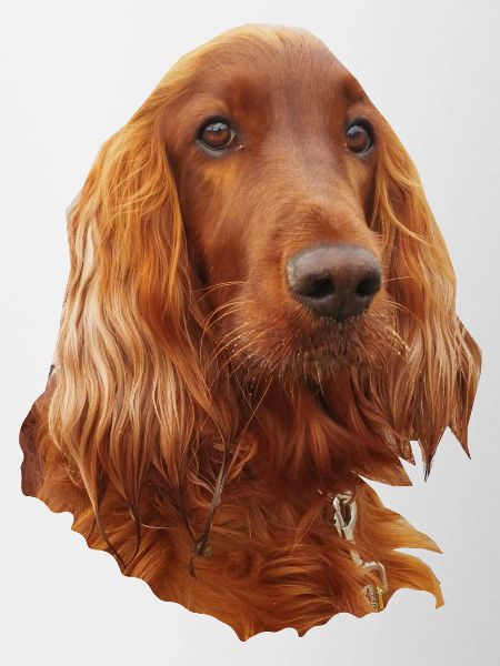 Irish Setter Red
