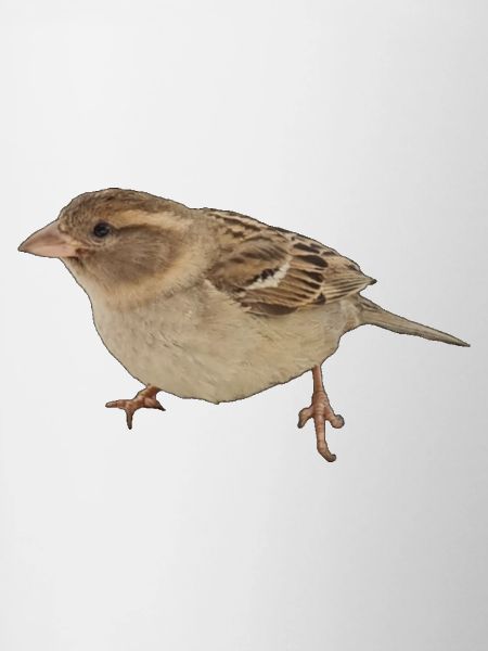 Vogel