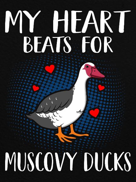 Muscovy Ducks