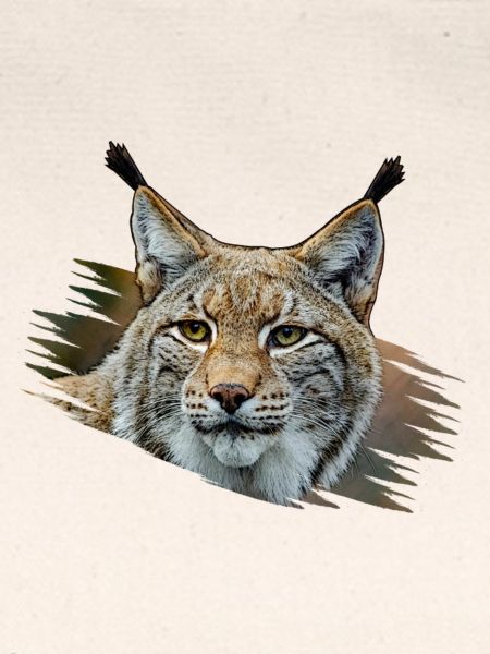 Luchs