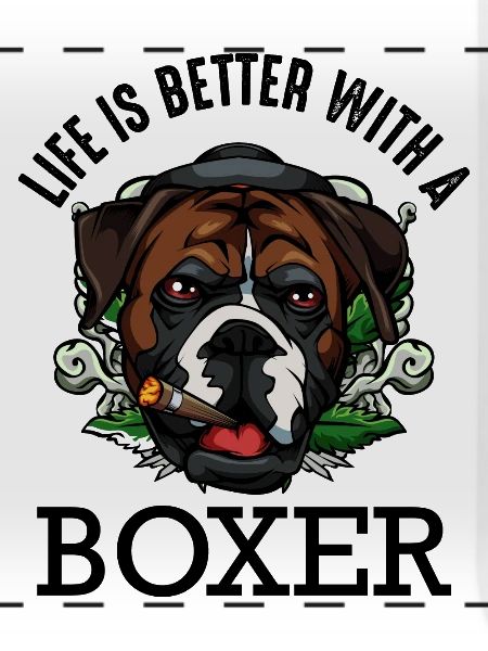 Boxer
