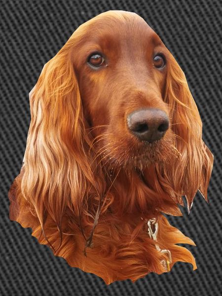Irish Setter Red