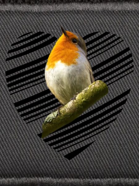 Rotkehlchen robin Erithacus rubecula