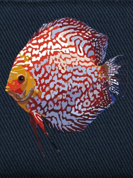 Discus