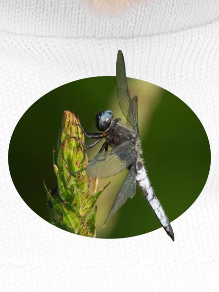 Libelle