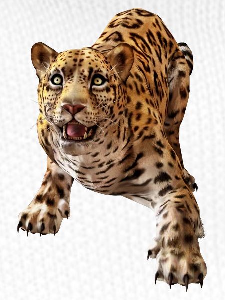 Leopard