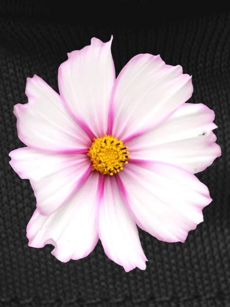 weiße Blume