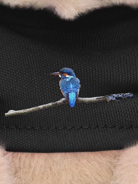 EISVOGELVOGEL