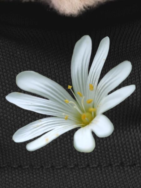weiße Blume Sternmiere