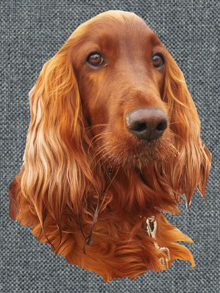 Irish Setter Red