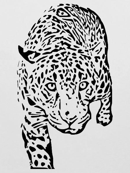 leopard schwarz schwarzer Leopard