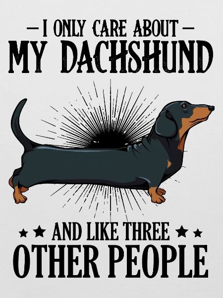 dachshund