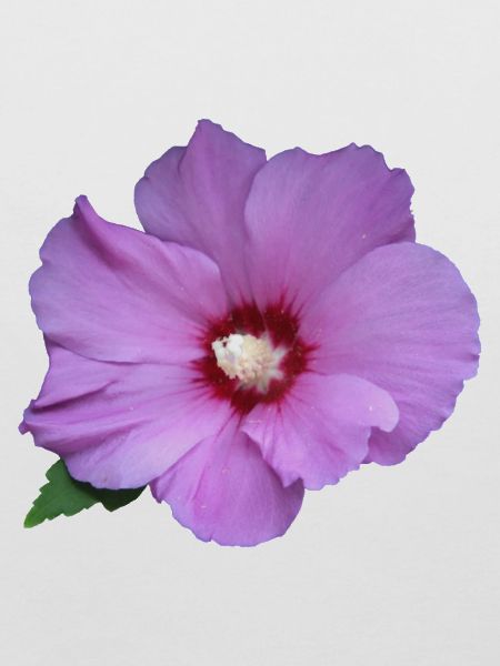 Rose rosa Blume Roseneibisch