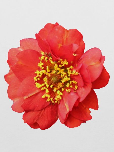 rote Blume Rose