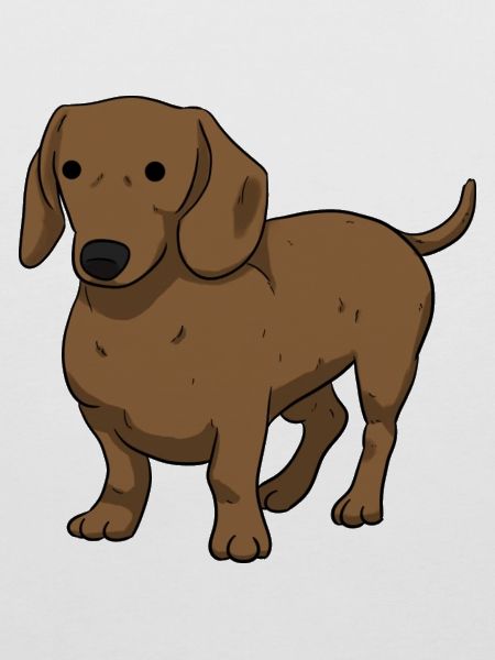 Dachshund